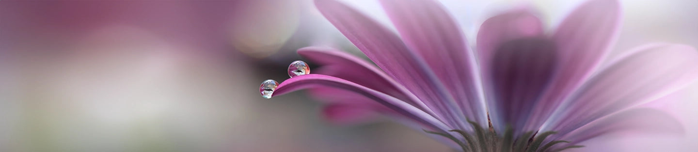 Trending Perfume Collection